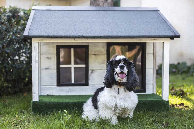 You are currently viewing Complete Guide to Dog Houses, Crates & Beds